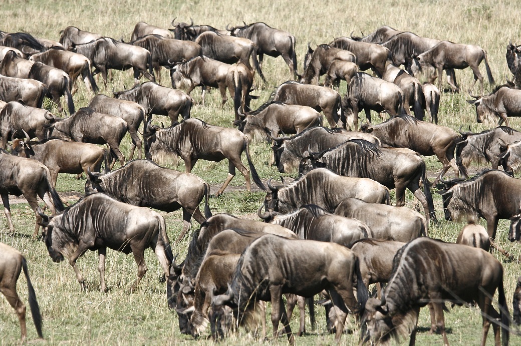 Wildebeest Migration   Masai Mara